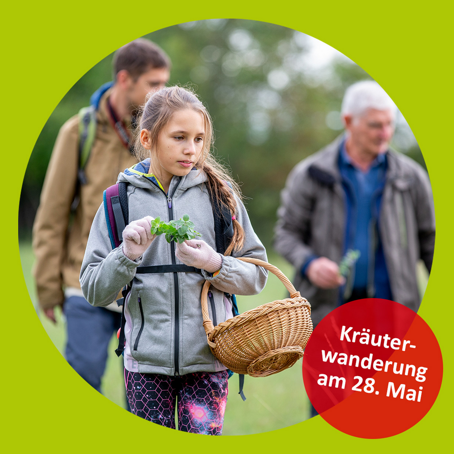 Back to the roots: Kräuter entdecken, erkennen, anwenden!